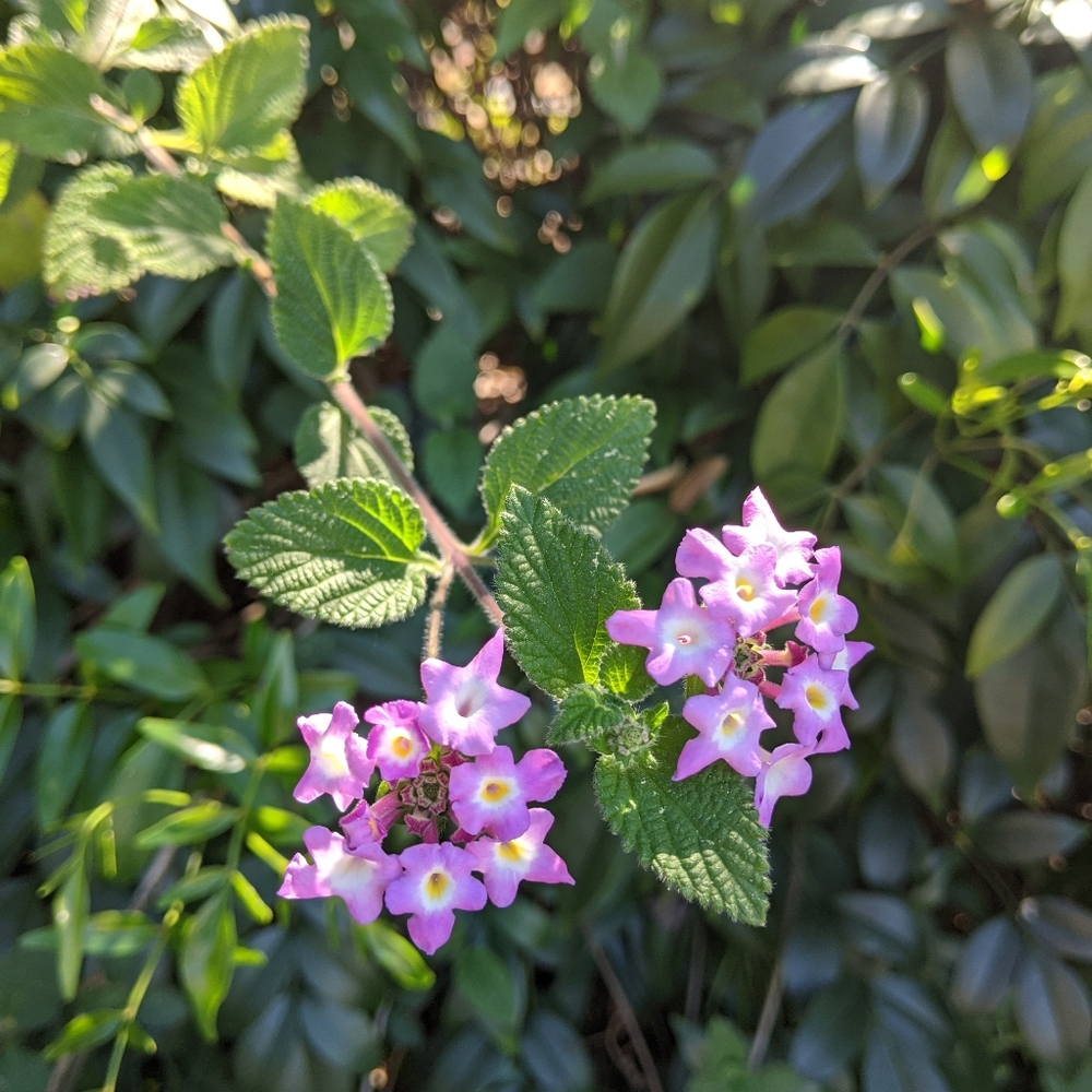 Meet your Posher, Elisa